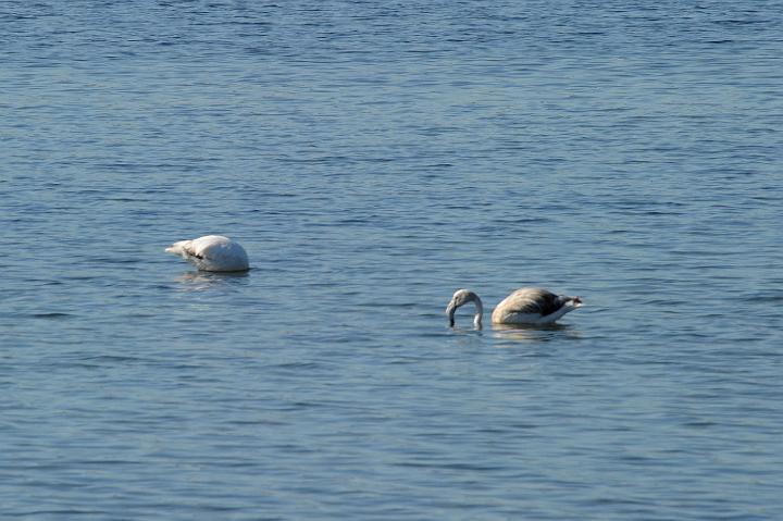 2Saline di Augusta 16.1.2011 (12).jpg